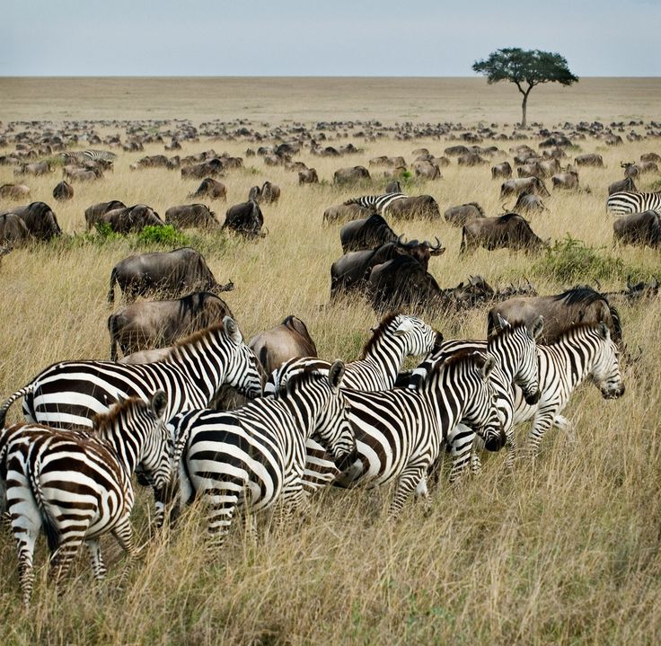 The Great Migration